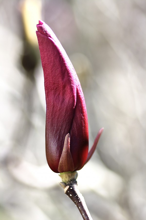 Pink Magnolia Bud by Joy Watson